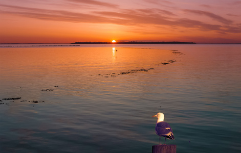 明亮的橘黄色的夕阳越过海洋