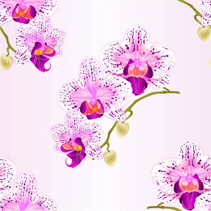 无缝纹理兰花紫色和白色蝴蝶兰茎具花及花蕾，特写复古矢量的可编辑图
