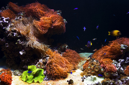 水族馆背景图像图片