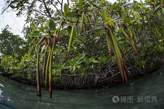 红树林种子和红树林