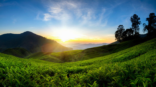 在早上的茶叶种植园