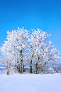 霜雪树