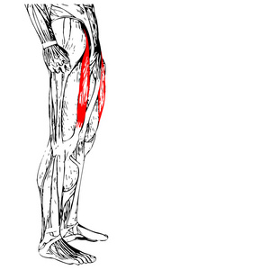 人类的大腿解剖