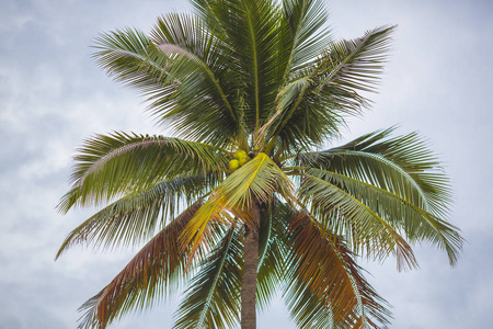 蓝天下的椰子树枝