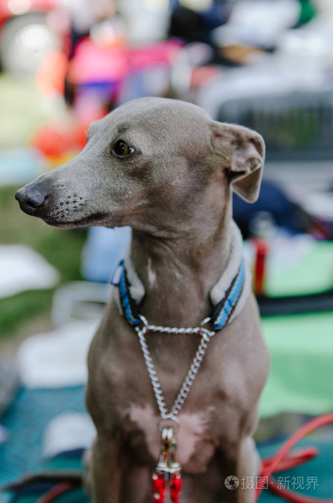 狗灵缇在节目中夏公园