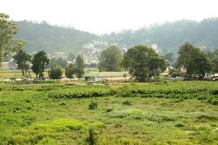 斯里兰卡斯里兰卡农村