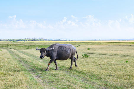 水牛上旱田，亚洲泰国
