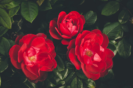 一朵朵鲜艳的红玫瑰图片