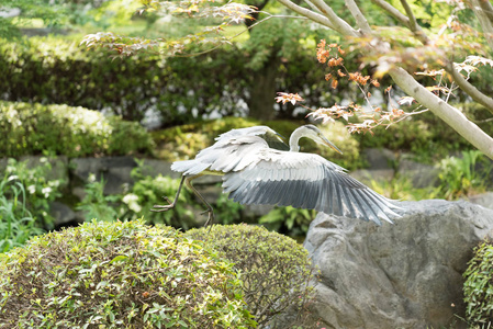 苍鹭在京都河津寺