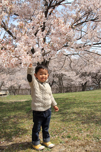 日本男孩和樱花3岁