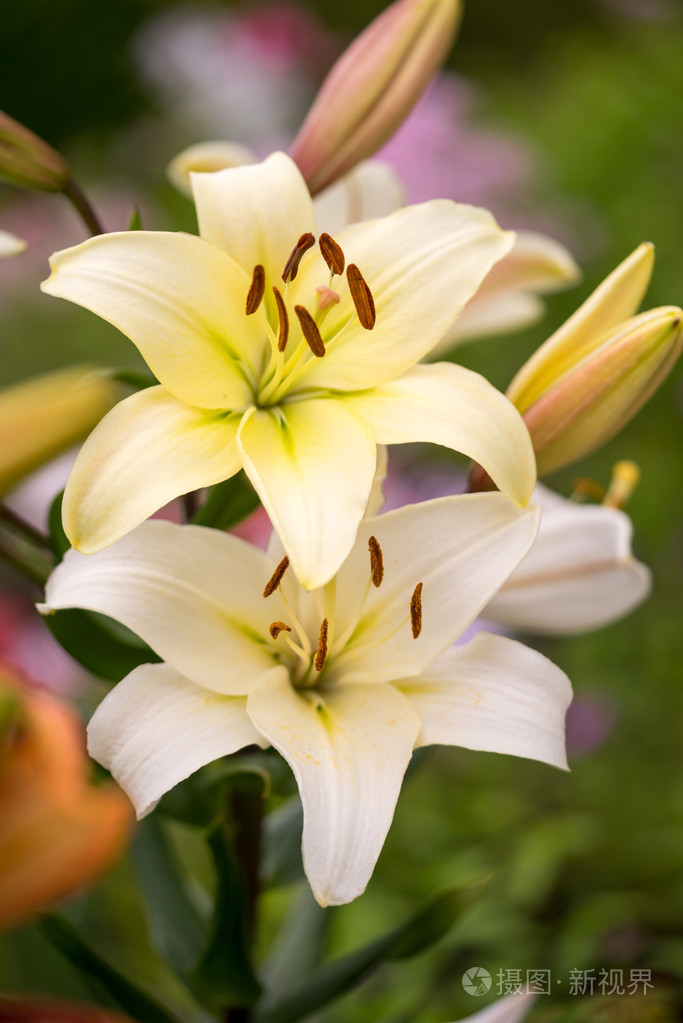 花园里的两个黄色的百合花