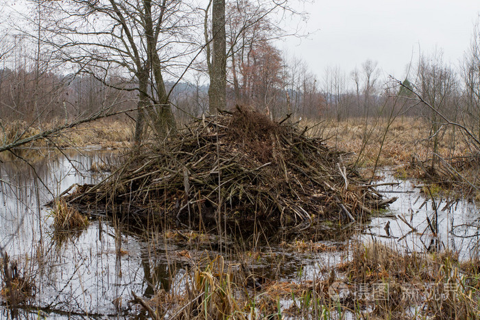 在沼泽海狸的房子