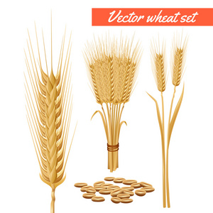 小麦植物元首和粮食海报图片