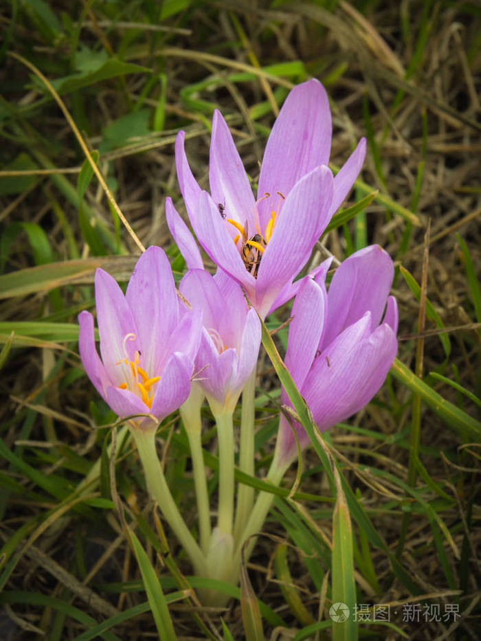 开花的秋番红花
