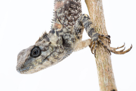 背景上的类 (蜥蜴) 目的爬行动物白色的爬行动物蜥蜴黑唇蜥蜴,马鬃