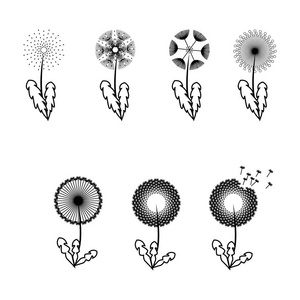 蒲公英花与绒毛的种子，黑色花载体 silhoue