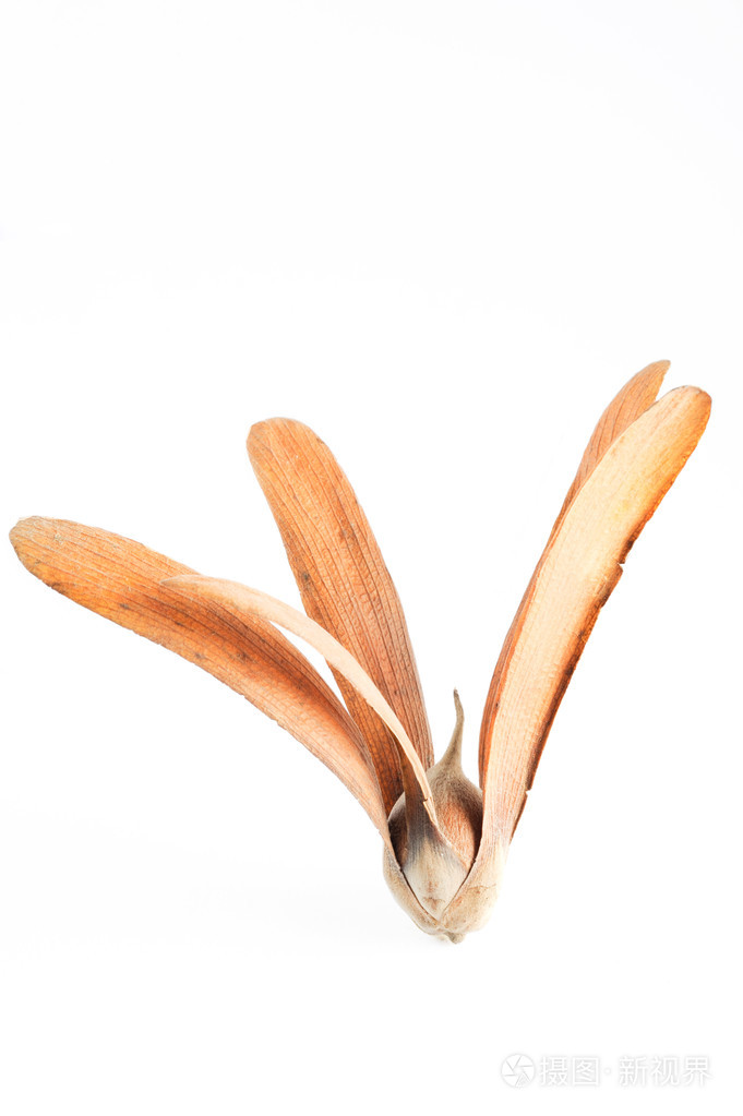 在家庭龙脑香科植物