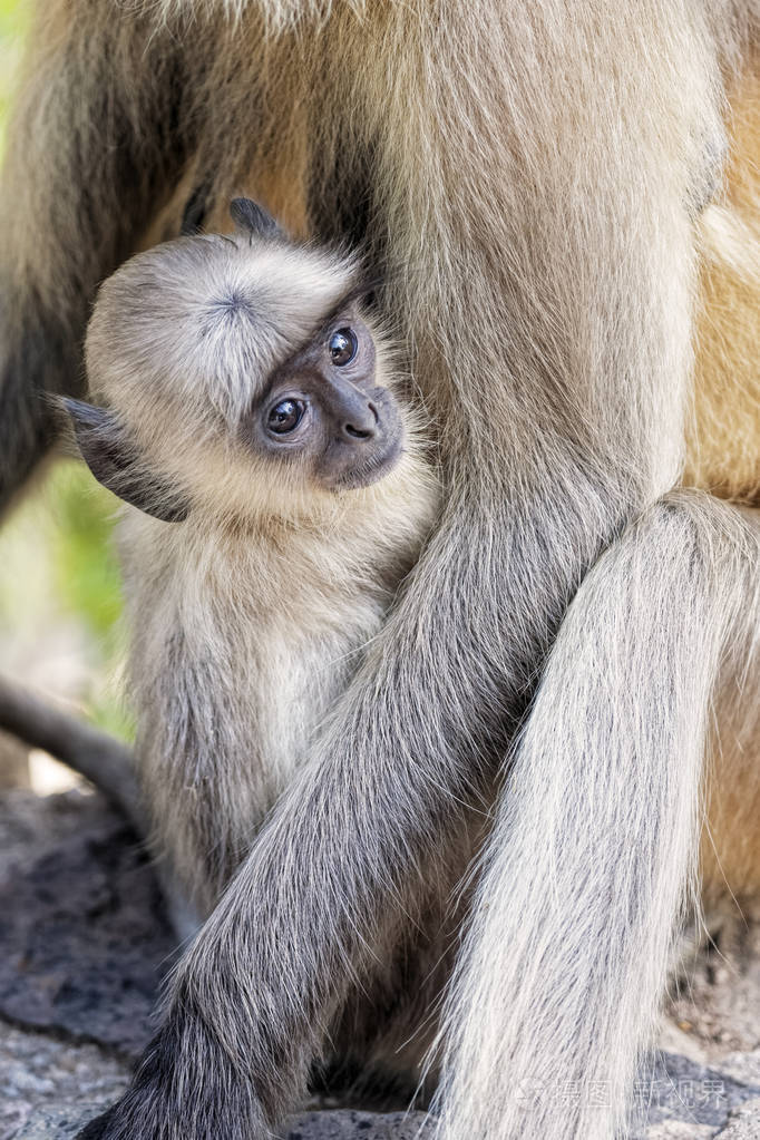灰叶猴白头长尾附近印度拉贾斯坦