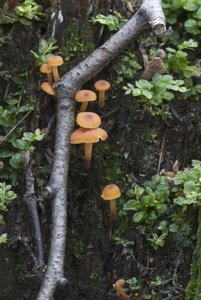 金针菇蘑菇图片