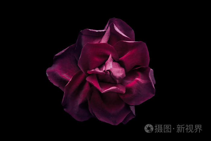 在黑色背景上暗红色玫瑰