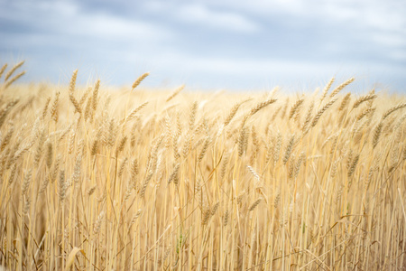 美丽的小麦作物领域
