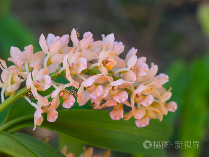 野兰花花蜂