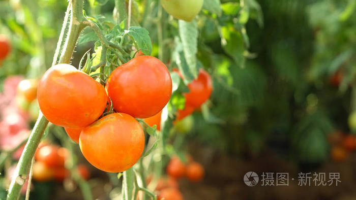 红番茄藤在农场与副本空间