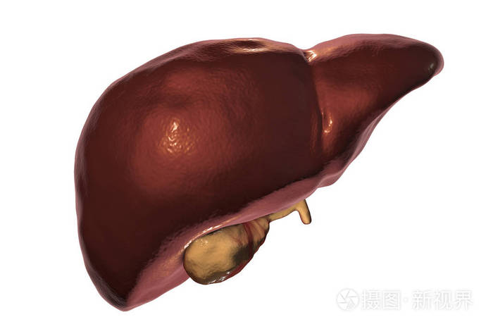 肝与胆囊在白色背景上孤立