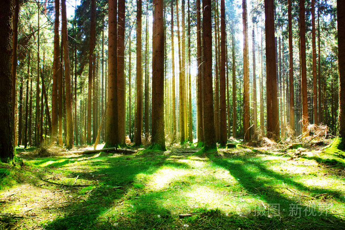 在绿色森林阳光