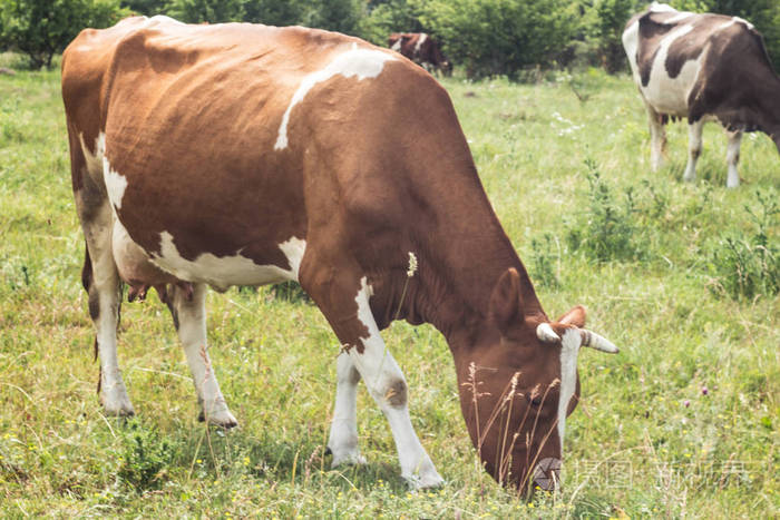 有一个角奶牛在田野