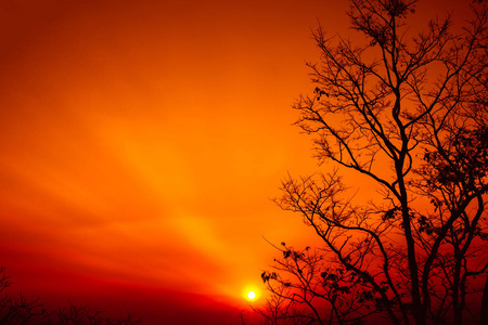 景观的暗红色的天空与太阳光束和死树的剪影
