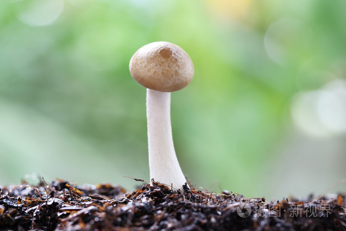 棕色姬菇蘑菇的宏