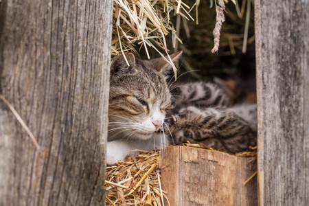 小猫在谷仓里