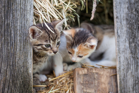 小猫在谷仓里