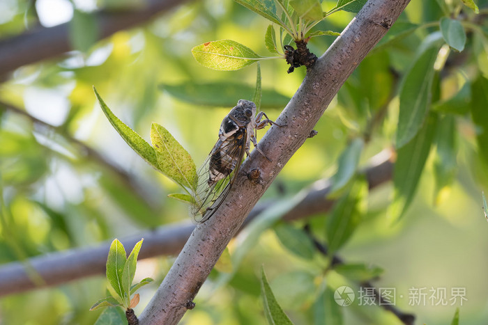 一棵树上的蝉特写看看