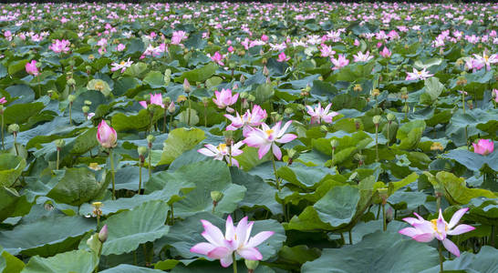 莲花池在和平和宁静的乡村图片