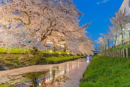 日本樱花的樱花开花