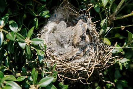 小麻雀在他们的编织巢在一棵绿色树或灌木照片