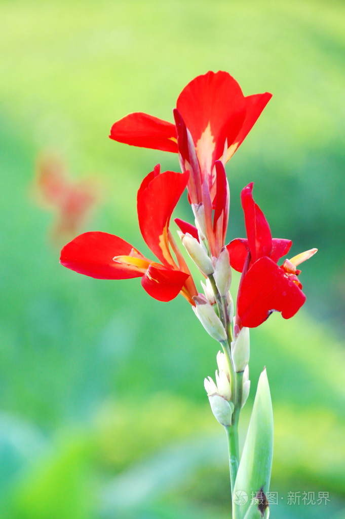 红色美人蕉花印度射击