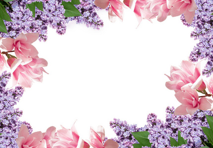 木兰，淡紫色的花，白色背景上孤立