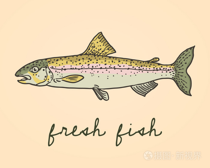 手绘鳟鱼鱼图