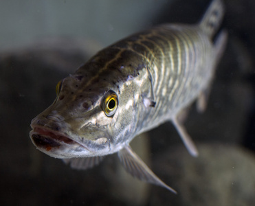 角膜白斑狗鱼图片