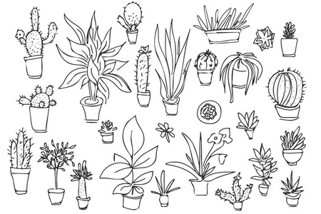 一整套不同的植物，仙人掌。手绘插图