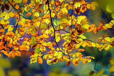 金黄的秋天树在森林里，自然