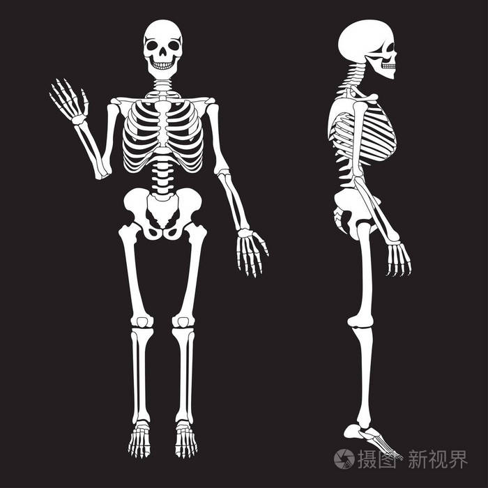 人体骨骼骨架轮廓矢量 人体解剖学插画 正版商用图片0dmzf4 摄图新视界 人体骨骼骨架轮廓矢量 人体解剖学插画 正版商用图片0dmzf4 摄图新视界