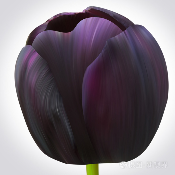 黑郁金香花