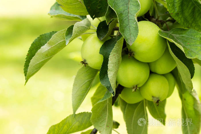 青苹果生长在一棵树上