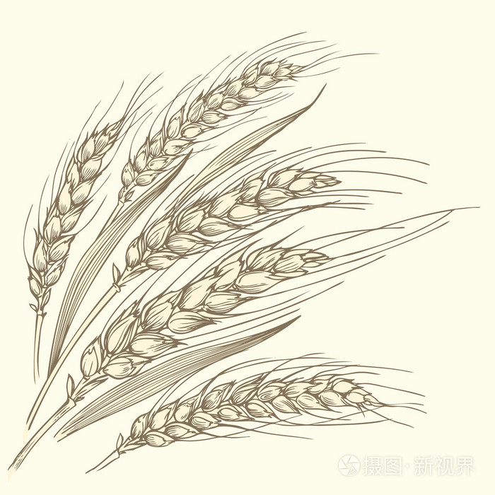 几个成熟的麦穗
