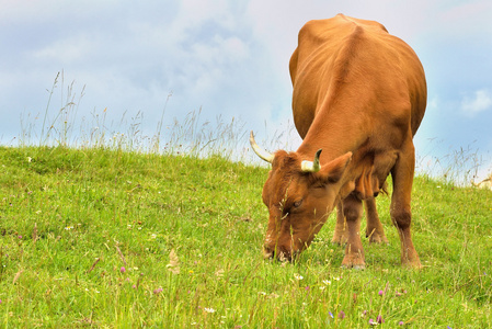 褐色的母牛在新鲜牧场放牧