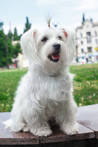 可爱的蓬松的白色小狗